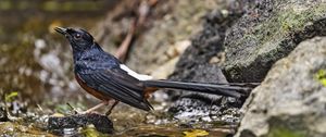 Preview wallpaper white-rumped shama, thrush, bird, water, stones, blur