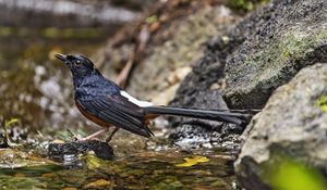 Preview wallpaper white-rumped shama, thrush, bird, water, stones, blur