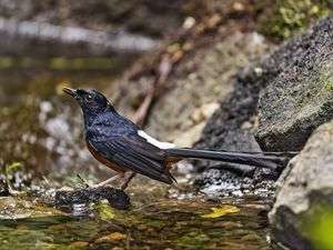 Preview wallpaper white-rumped shama, thrush, bird, water, stones, blur