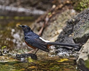 Preview wallpaper white-rumped shama, thrush, bird, water, stones, blur