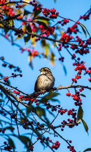 Preview wallpaper white-throated sparrow, bird, branch, berries, wildlife