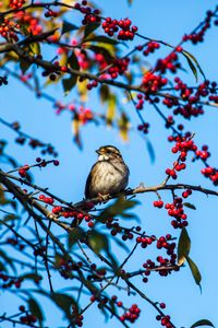 Preview wallpaper white-throated sparrow, bird, branch, berries, wildlife