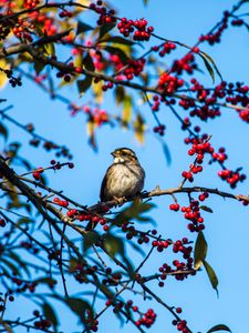 Preview wallpaper white-throated sparrow, bird, branch, berries, wildlife