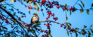 Preview wallpaper white-throated sparrow, bird, branch, berries, wildlife