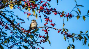 Preview wallpaper white-throated sparrow, bird, branch, berries, wildlife