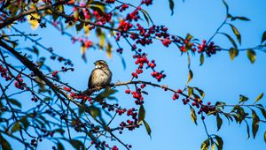 Preview wallpaper white-throated sparrow, bird, branch, berries, wildlife