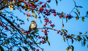 Preview wallpaper white-throated sparrow, bird, branch, berries, wildlife