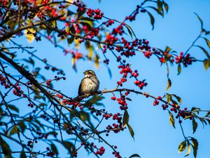 Preview wallpaper white-throated sparrow, bird, branch, berries, wildlife