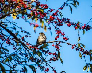 Preview wallpaper white-throated sparrow, bird, branch, berries, wildlife