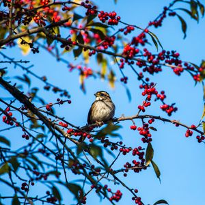 Preview wallpaper white-throated sparrow, bird, branch, berries, wildlife