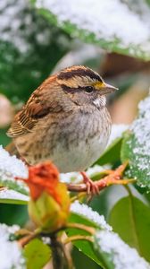 Preview wallpaper white-throated sparrow, bird, branch, snow