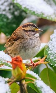 Preview wallpaper white-throated sparrow, bird, branch, snow