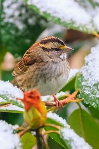 Preview wallpaper white-throated sparrow, bird, branch, snow