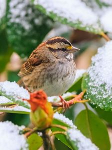 Preview wallpaper white-throated sparrow, bird, branch, snow