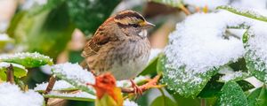 Preview wallpaper white-throated sparrow, bird, branch, snow