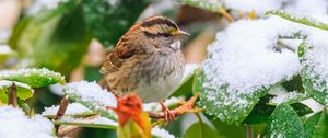 Preview wallpaper white-throated sparrow, bird, branch, snow