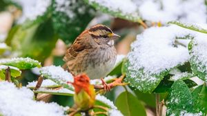 Preview wallpaper white-throated sparrow, bird, branch, snow