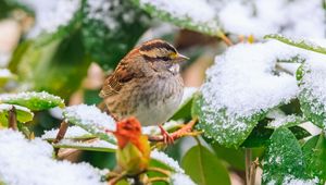 Preview wallpaper white-throated sparrow, bird, branch, snow