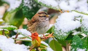 Preview wallpaper white-throated sparrow, bird, branch, snow