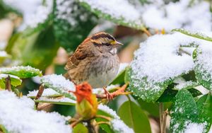 Preview wallpaper white-throated sparrow, bird, branch, snow