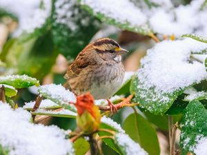 Preview wallpaper white-throated sparrow, bird, branch, snow