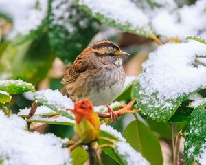 Preview wallpaper white-throated sparrow, bird, branch, snow