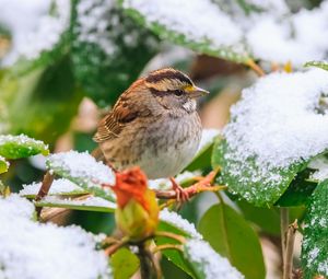 Preview wallpaper white-throated sparrow, bird, branch, snow