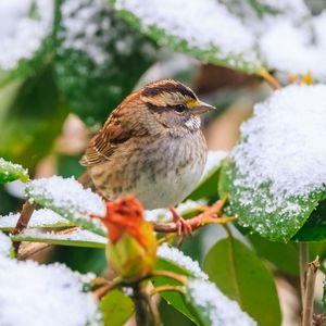 Preview wallpaper white-throated sparrow, bird, branch, snow