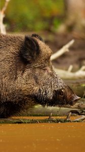 Preview wallpaper wild boar, vepr, water