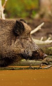 Preview wallpaper wild boar, vepr, water