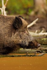 Preview wallpaper wild boar, vepr, water