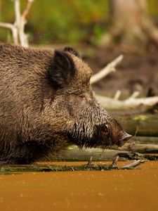 Preview wallpaper wild boar, vepr, water