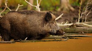 Preview wallpaper wild boar, vepr, water