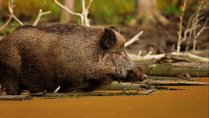 Preview wallpaper wild boar, vepr, water