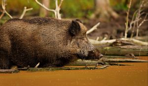 Preview wallpaper wild boar, vepr, water