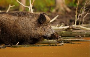 Preview wallpaper wild boar, vepr, water