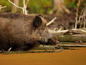 Preview wallpaper wild boar, vepr, water