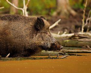 Preview wallpaper wild boar, vepr, water