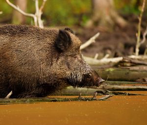 Preview wallpaper wild boar, vepr, water