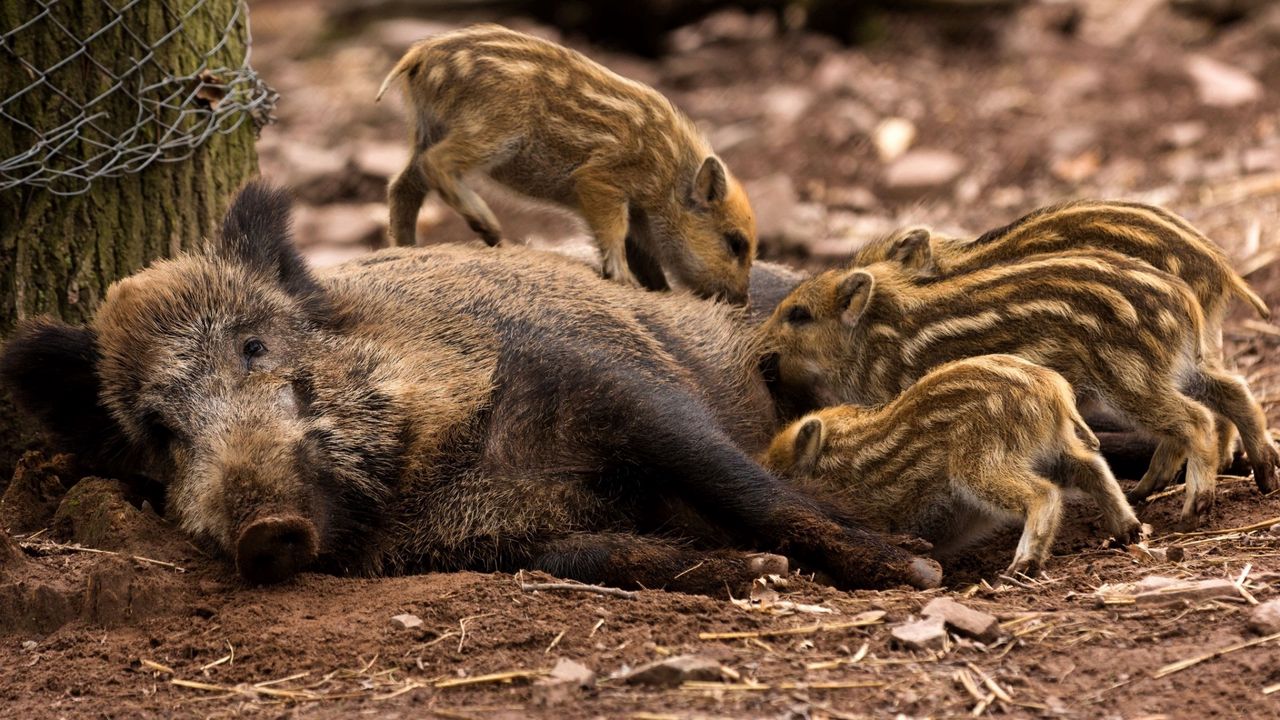 Wallpaper wild boar, young, has, care, timber
