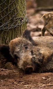 Preview wallpaper wild boar, young, has, care, timber