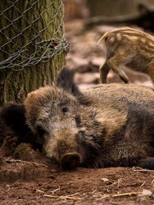 Preview wallpaper wild boar, young, has, care, timber