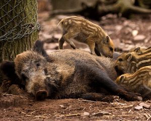 Preview wallpaper wild boar, young, has, care, timber