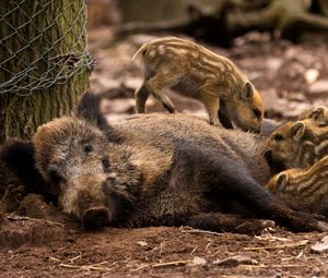 Preview wallpaper wild boar, young, has, care, timber