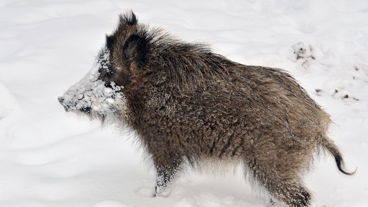 Wallpaper wild boar, young, snow, dirty, forest