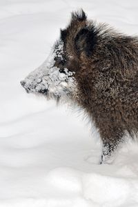 Preview wallpaper wild boar, young, snow, dirty, forest