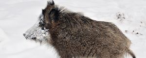 Preview wallpaper wild boar, young, snow, dirty, forest