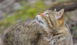 Preview wallpaper wild cat, animal, brown, tabby