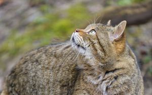 Preview wallpaper wild cat, animal, brown, tabby
