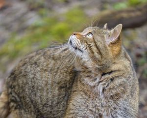 Preview wallpaper wild cat, animal, brown, tabby